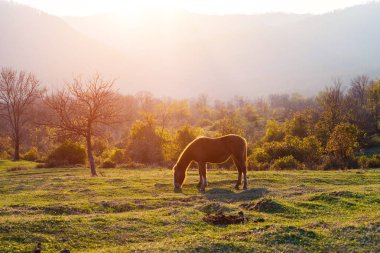 güzel ıssız dağlık alanda günbatımı backgroung atları ile