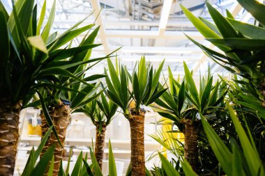 ev dekorasyon için küçük egzotik yeşil palmiye ağaçları