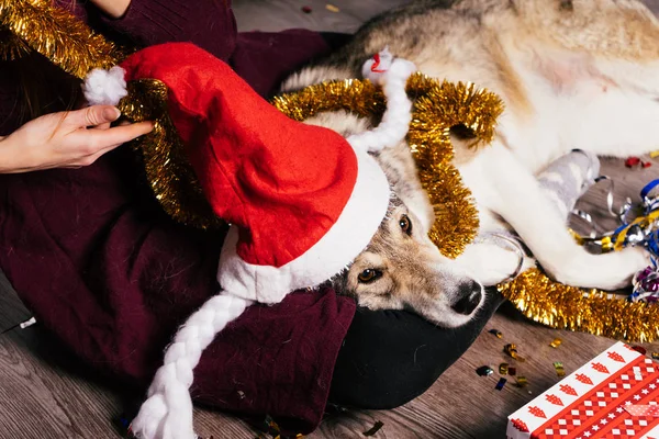 那个女孩正和她的大狗坐在地板上, 很多金箔, 新年的气氛 — 图库照片