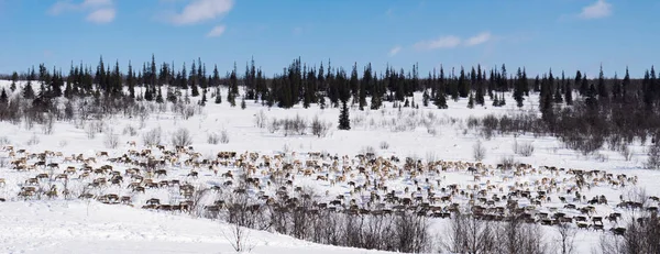 I långt kalla norr körs en flock vilda renar över snötäckta fältet — Stockfoto