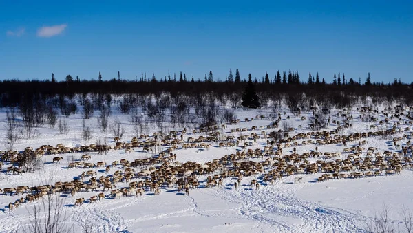 Nell'estremo freddo nord, una mandria di renne selvatiche corre attraverso il campo innevato — Foto Stock