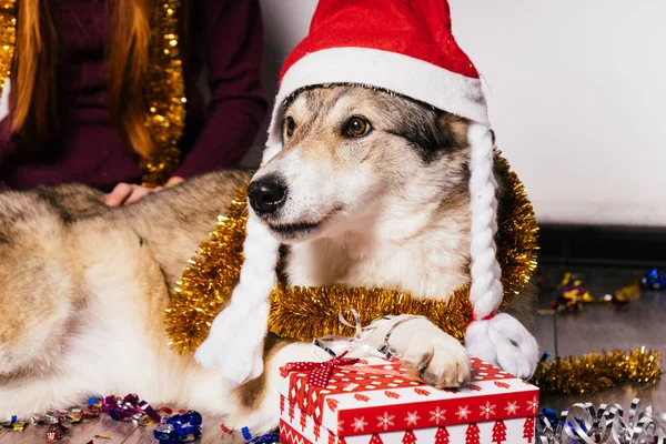 Un chien dans une casquette du Nouvel An sur le fond d'un cadeau du Nouvel An — Photo