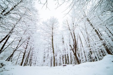 soğuk kış orman, beyaz karla kaplı ağaçlar