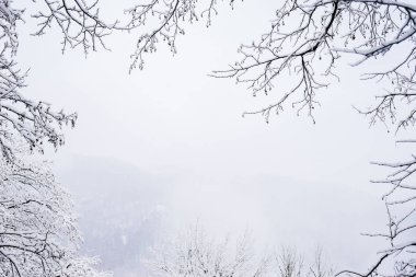 Aşağıdan bir gri kış gökyüzünde, beyaz kar ağaçlarda görüntülemek