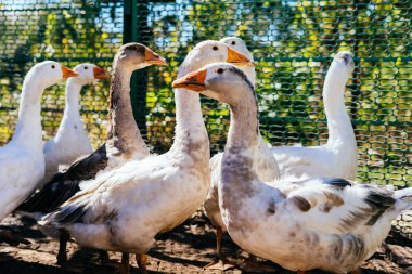 bir sürü beyaz ve gri kaz, güneş ve Yeşiller