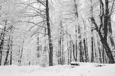 Kış soğuk doğa, beyaz karla kaplı ağaçlar