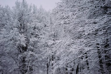 soğuk kış hava, beyaz karla kaplı ağaçlar ormanında kış