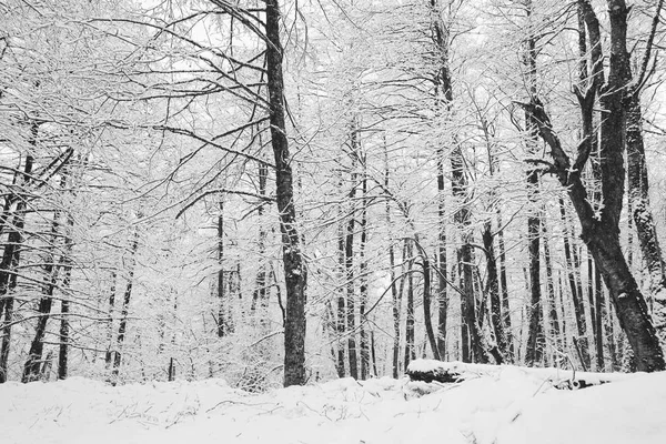 Зимняя холодная природа, деревья, покрытые белым снегом — стоковое фото
