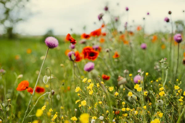 Sur le champ vert sans fin poussent parfumé printemps fleurs jaunes et rouges — Photo