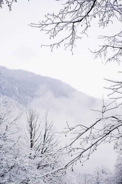 Téli hideg táj, erdő és fehér hóval borított fák — Stock Fotó
