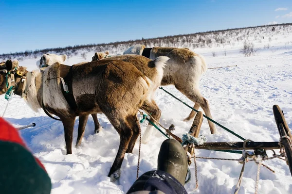 Dans le grand froid du nord, la jeune fille est assise dans un traîneau, dans un harnais avec des cerfs — Photo