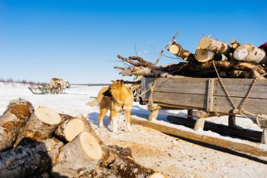 Karda çok soğuk kuzeyde bir köpek, bir sürü yakacak odun değil