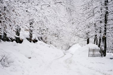 çok soğuk Kuzey veya Sibirya, orman ve ağaç beyaz kar ile kaplıdır,