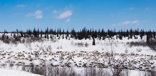 No extremo norte frio, uma manada de renas selvagens atravessa o campo coberto de neve, sob o céu azul — Fotografia de Stock