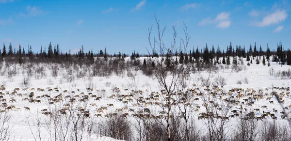 I långt kalla norr körs en flock vilda renar över snötäckta fältet — Stockfoto