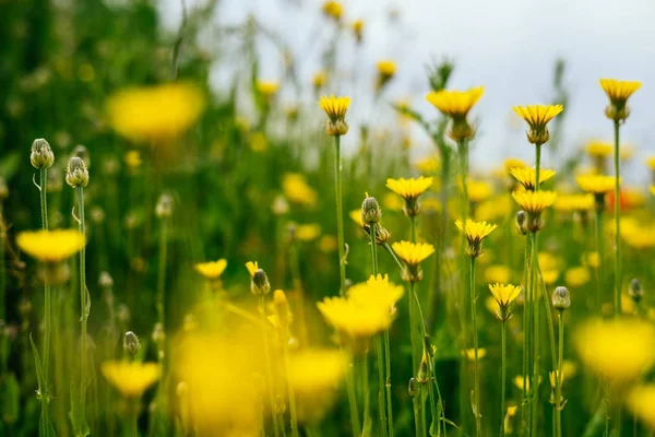 Sur le champ vert sans fin poussent printemps fleurs parfumées jaunes — Photo