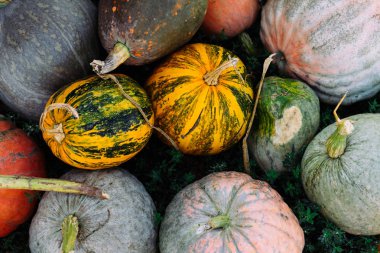 makro fotoğrafçılık çeşitli yararlı kabak