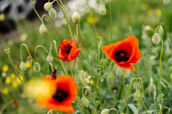 Σχετικά με το ατελείωτο πράσινο πεδίο μεγαλώνουν κόκκινο ευωδιαστά λουλούδια, ζεστός καιρός καλοκαίρι — Φωτογραφία Αρχείου