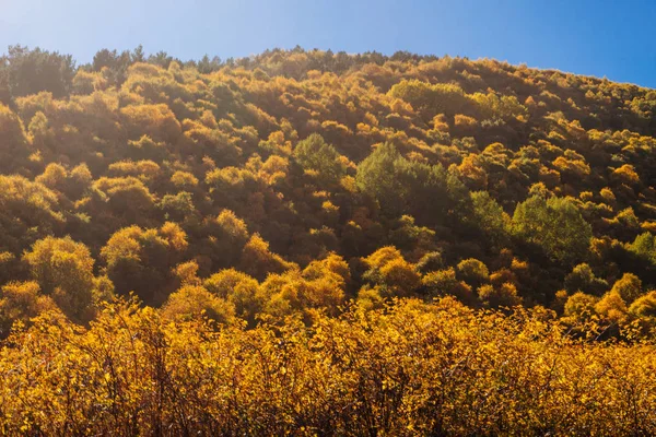 Natureza outono inspirador, muitas árvores com folhas amarelas — Fotografia de Stock