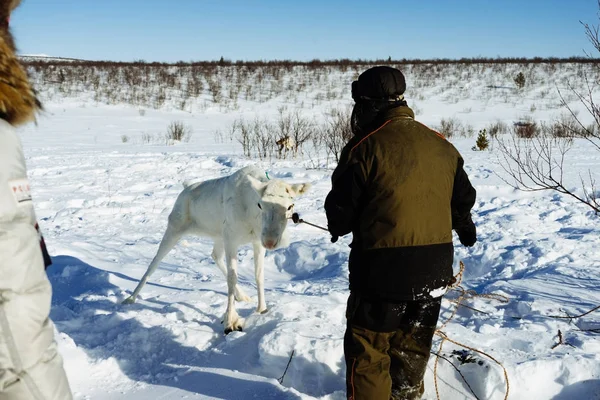 No norte frio distante, um homem e um cervo novo, muita neve — Fotografia de Stock