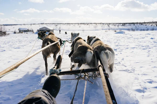 En man rider i ett team av rådjur, i en släde, överallt vita snön — Stockfoto