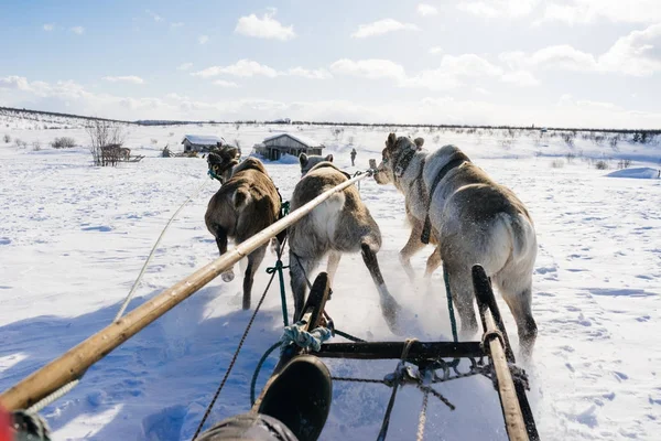 Vue de la première personne de la personne derrière l'équipe de cerfs — Photo