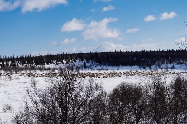 Στο μακρινό κρύο Βορρά, ένα κοπάδι των άγριων τάρανδοι διασχίζει το χιονισμένο πεδίο — Φωτογραφία Αρχείου