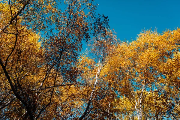 Vista de baixo em árvores no sol e céu azul — Fotografia de Stock