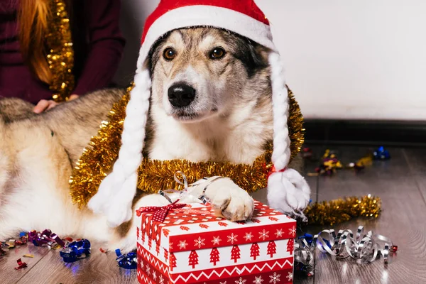 地板上有一条大狗, 很多新年的金箔和礼物 — 图库照片