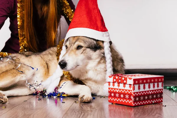 Mädchen sitzt mit Hund auf dem Boden, rote Mütze wie Weihnachtsmann und Weihnachtsstimmung — Stockfoto