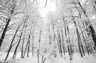 çok soğuk kuzeyde ormandaki ağaçlar beyaz kar ile kaplı