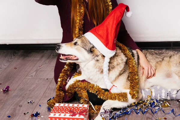 女孩坐在地板上与她的狗, 庆祝新年和圣诞节, 很多的金属丝 — 图库照片