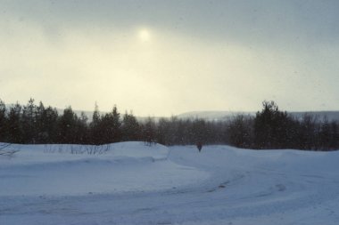 karlı manzara ile lots-in Noel ağaçları gün batımında