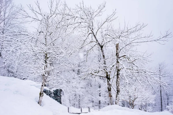 雪白的冬天的森林, 一堆雪 — 图库照片