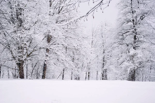 Hóval borított erdő, sok a hó a téli nap. — Stock Fotó