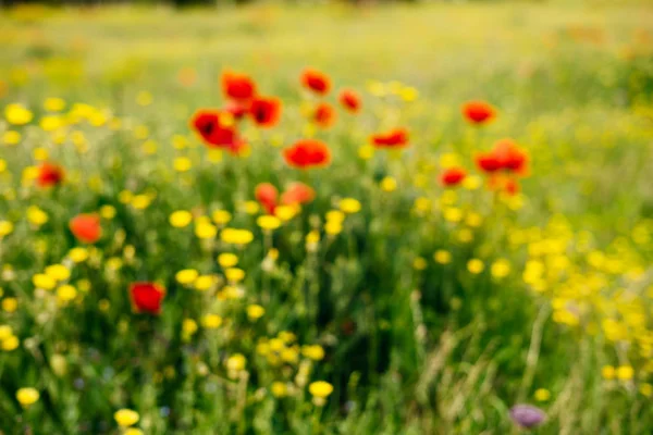 Temps chaud d'été, sur le champ vert poussent des fleurs parfumées — Photo
