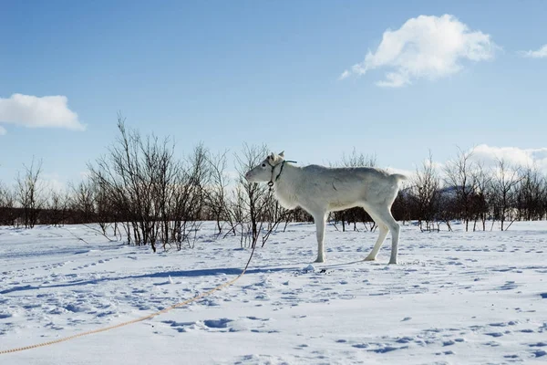 In the far cold north on a snow-covered field stands a white young deer — Stock Photo, Image