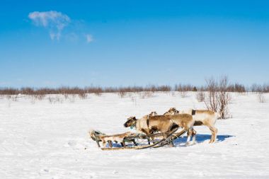 karlı bir arka plan üzerinde üç geyik tarafından harnessed küçük atlı kızak