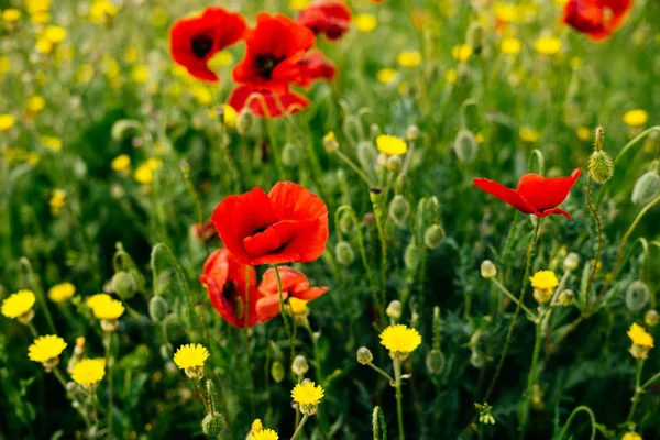Red blossoming poppy flowers on a background of a field — Stock Photo, Image