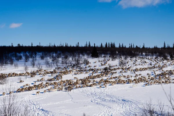 Snötäckta vinter fält i skogens bakgrund — Stockfoto