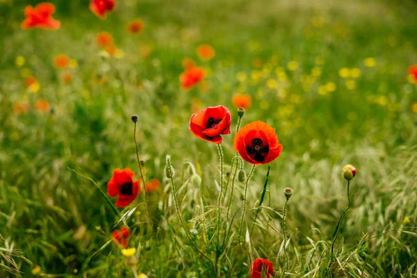 A few field poppies in a green field — Stock Photo, Image