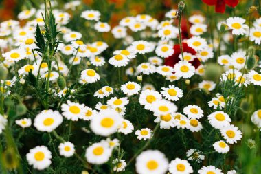 camomiles büyük bir yeşil alanda küçük lahanası