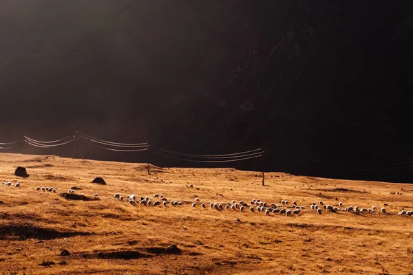 Стадо овец пасутся на фоне высоких гор — стоковое фото