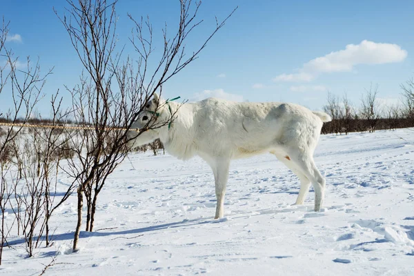 En ung snövita älg bunden till ett träd i en snötäckt stäpp — Stockfoto
