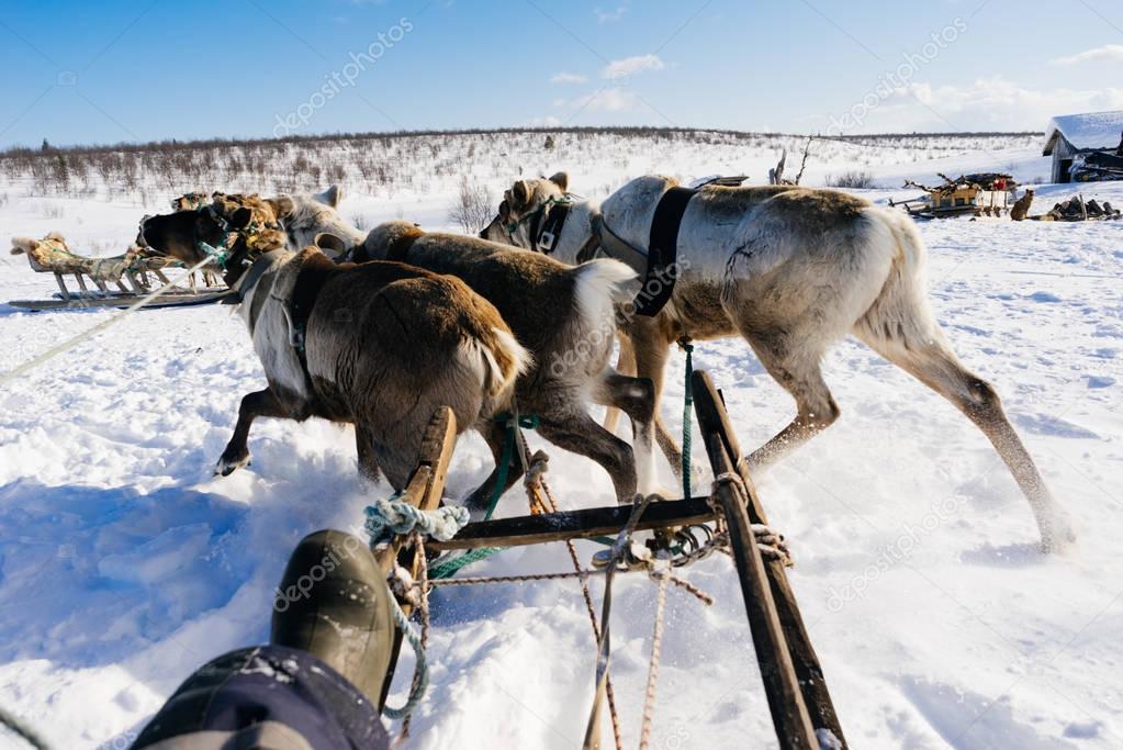 in the far cold north, a team with deer rides on white snow