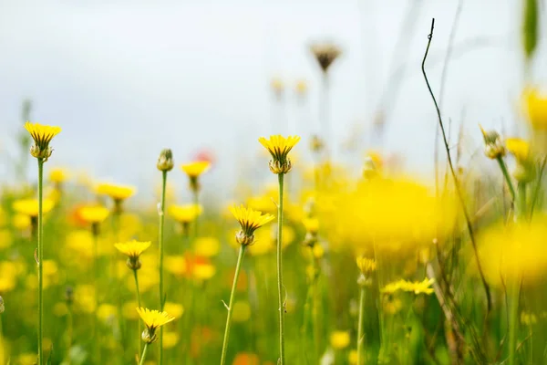 Sur le champ vert sans fin poussent printemps parfumé fleurs jaunes — Photo