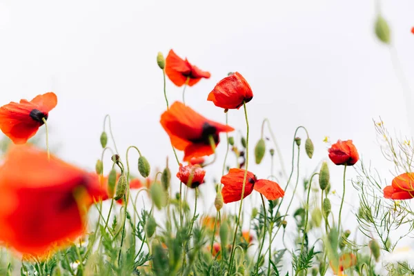 Warm summer nature, on the green field grow fragrant red flowers — Stock Photo, Image