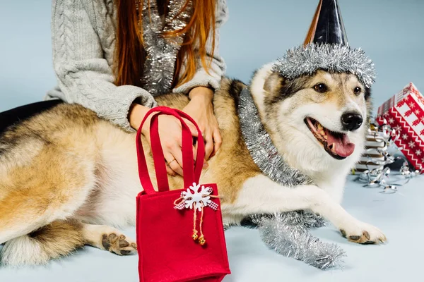 快乐的狗坐在圣诞帽 — 图库照片