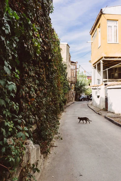 좁은 거리와 건물에 대 한 고양이 — 스톡 사진
