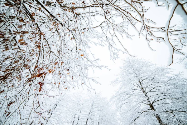 나무, 겨울 자연과 추위의 눈 덮인 나뭇가지에 아래에서 보기 — 스톡 사진